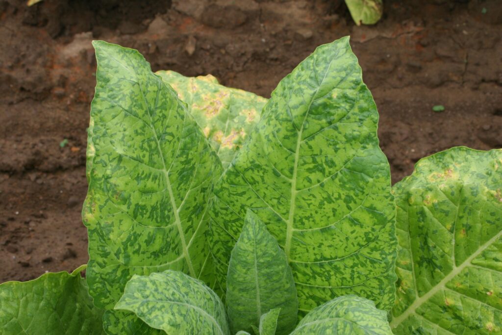tobacco-mosaic-disease-1024x683.jpg