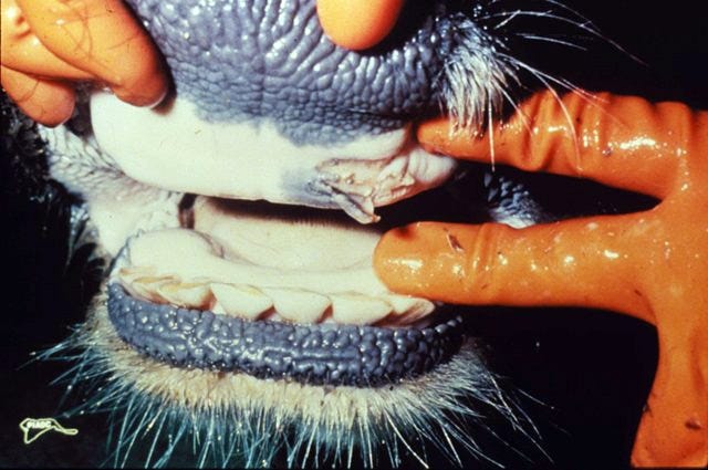 foot-and-mouth-disease.jpg